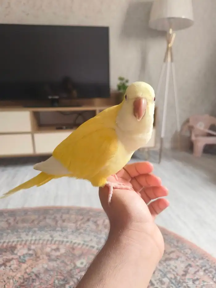 ((تم البيع))كويكر لاتينو اليييف وهدد نشبه ومتكلم TOP 1