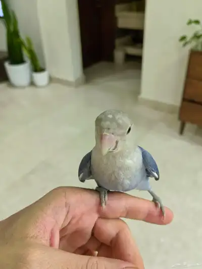 روز 1