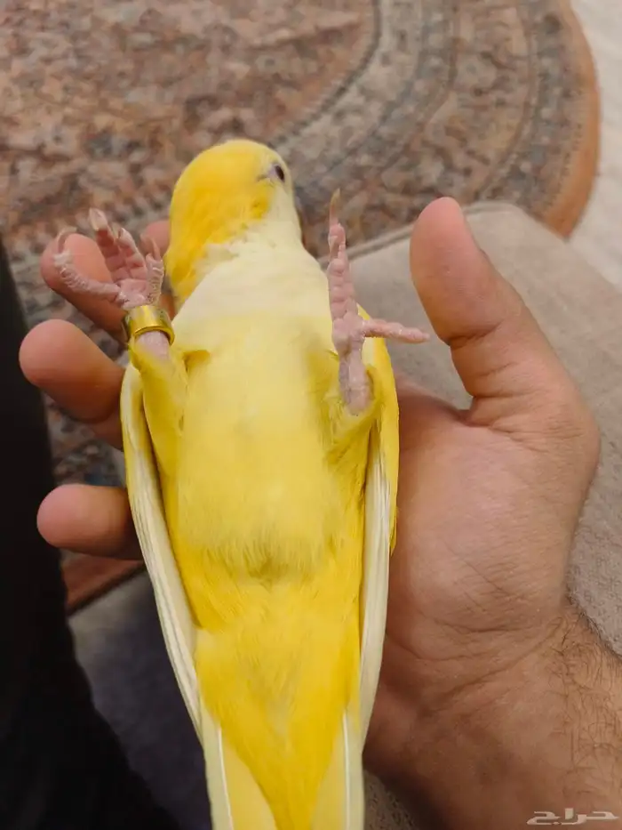 ((تم البيع))كويكر لاتينو اليييف وهدد نشبه ومتكلم TOP 3