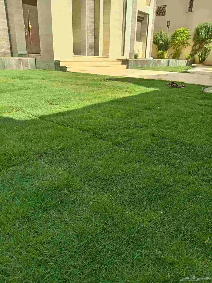 ثيل طبيعي سي 2000 فرنسي 2