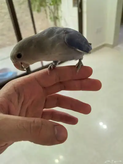 روز 4