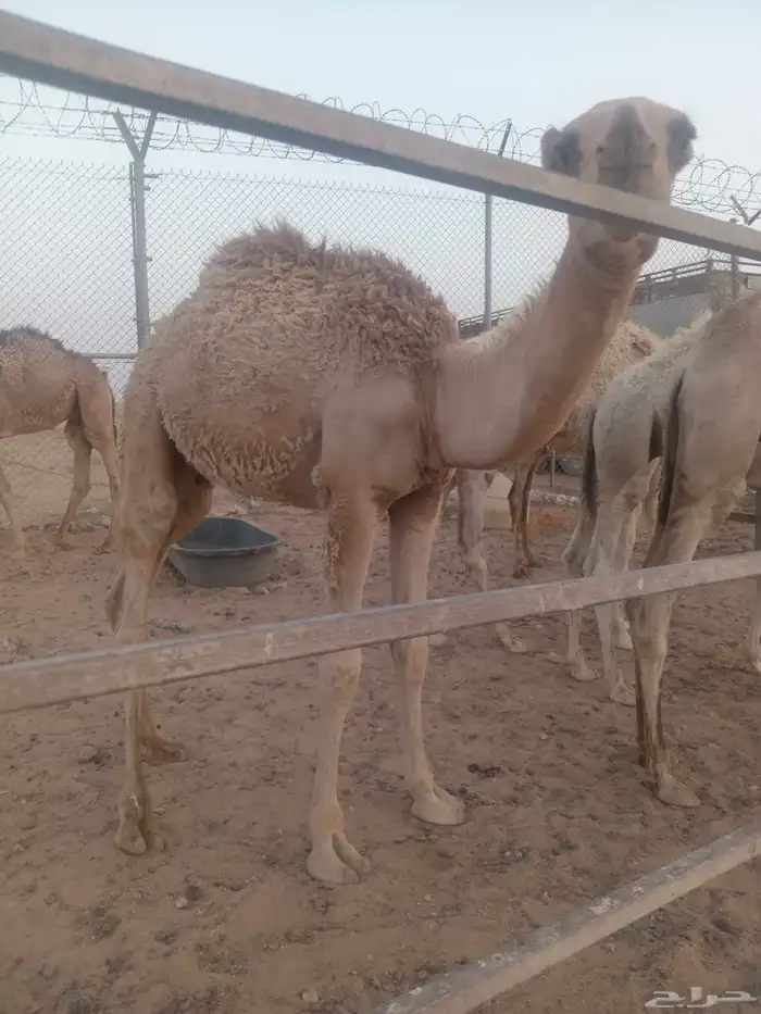 قعود للبيع في ضواحي حفرالباطن 1