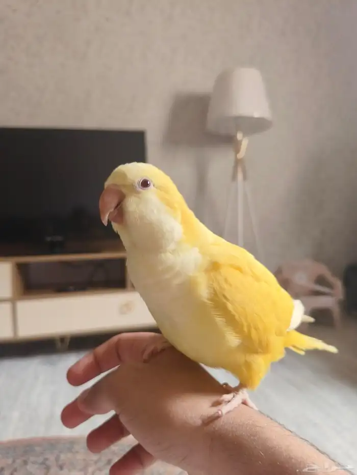 ((تم البيع))كويكر لاتينو اليييف وهدد نشبه ومتكلم TOP 0