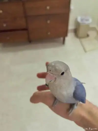 روز 0