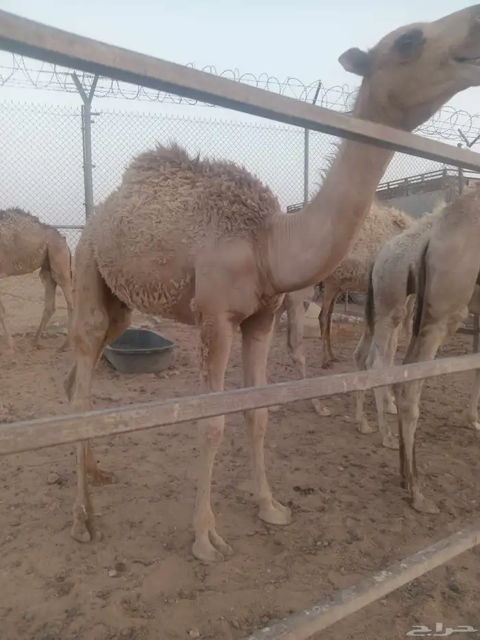 قعود للبيع في ضواحي حفرالباطن 2