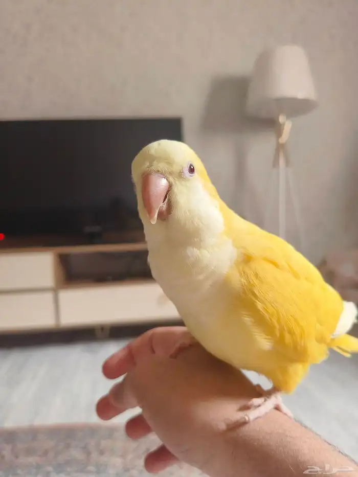 ((تم البيع))كويكر لاتينو اليييف وهدد نشبه ومتكلم TOP 7