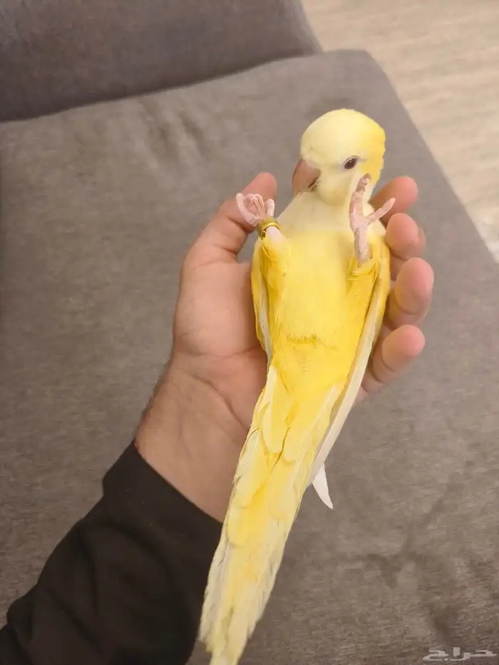 ((تم البيع))كويكر لاتينو اليييف وهدد نشبه ومتكلم TOP 5