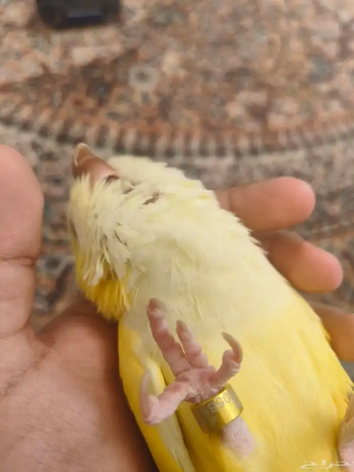 ((تم البيع))كويكر لاتينو اليييف وهدد نشبه ومتكلم TOP 4