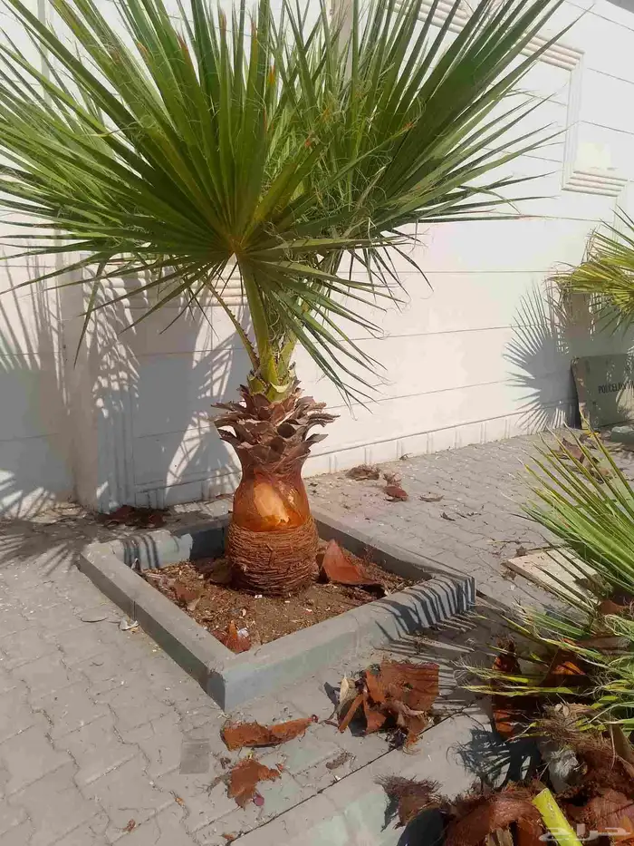تكريب الواشنطونيا والنخيل وتنسيق الحدائق وقطع اشجار 6