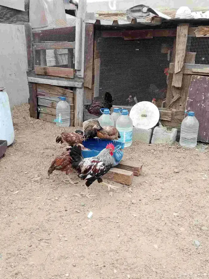 ديوك بلديه 4