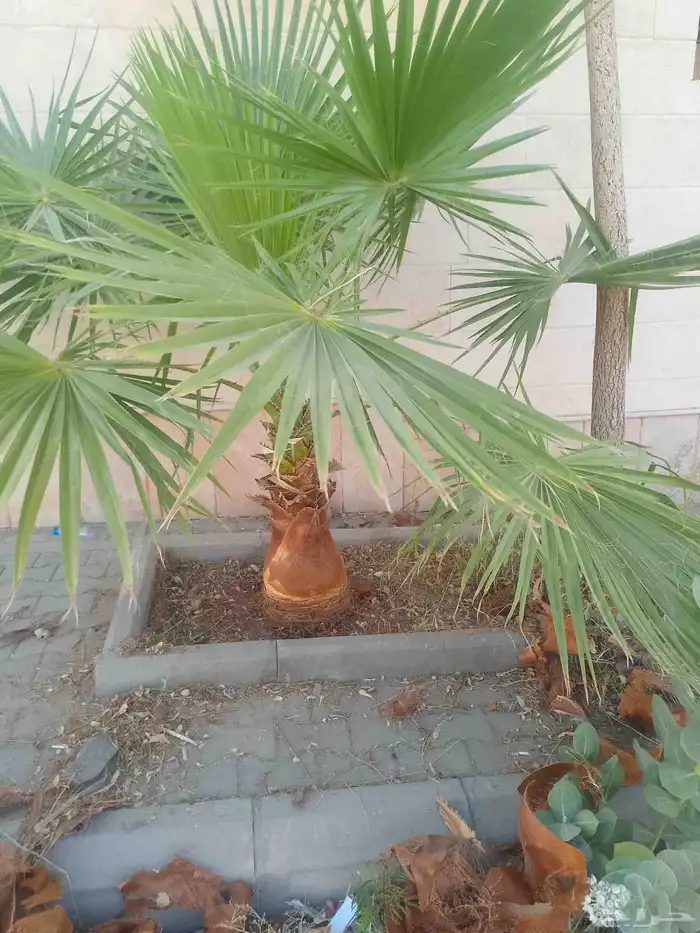 تكريب الواشنطونيا والنخيل وتنسيق الحدائق وقطع اشجار 4