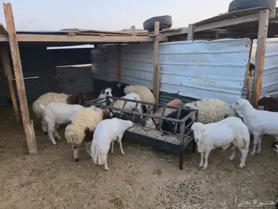 سلام عليكم ورحمة الله وبركاته طليان نعيم 7