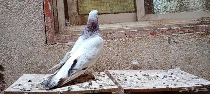 للبيع انثى تركي 2