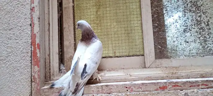 للبيع انثى تركي 1
