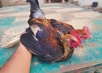 ديوك عربي 1
