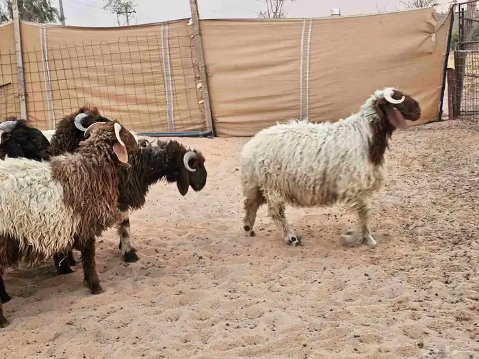جذعان نعيم جبرات 0