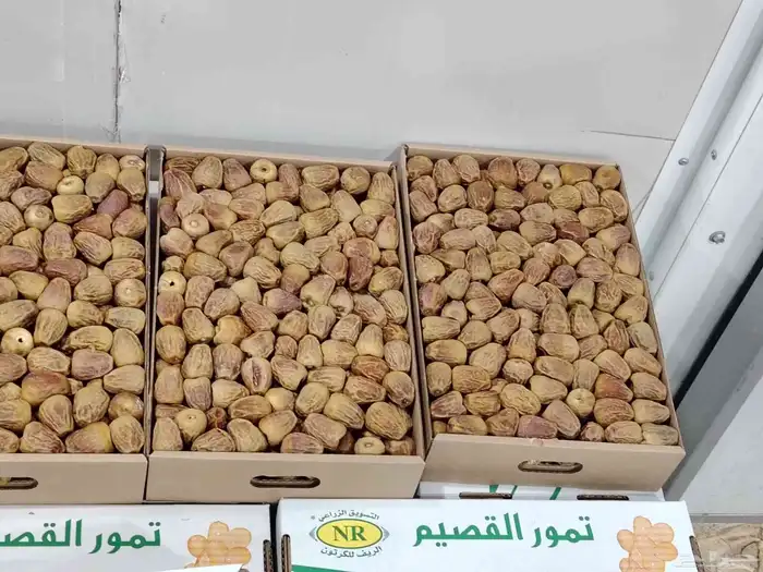 تمور القصيم 10