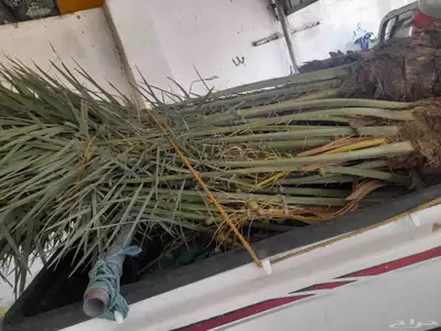 فسايل بثمرها طالع بتجاه الطائف مكه جده 4