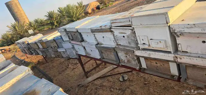 صناديق نحل وبراويز مستعمله 3