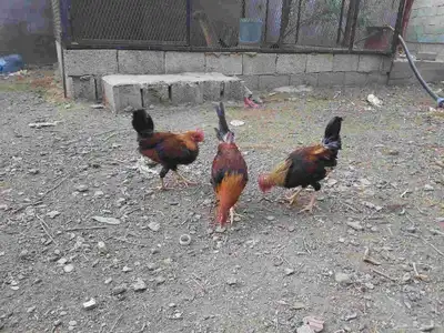 ديوك عربي 6