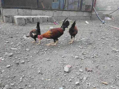 ديوك عربي 5