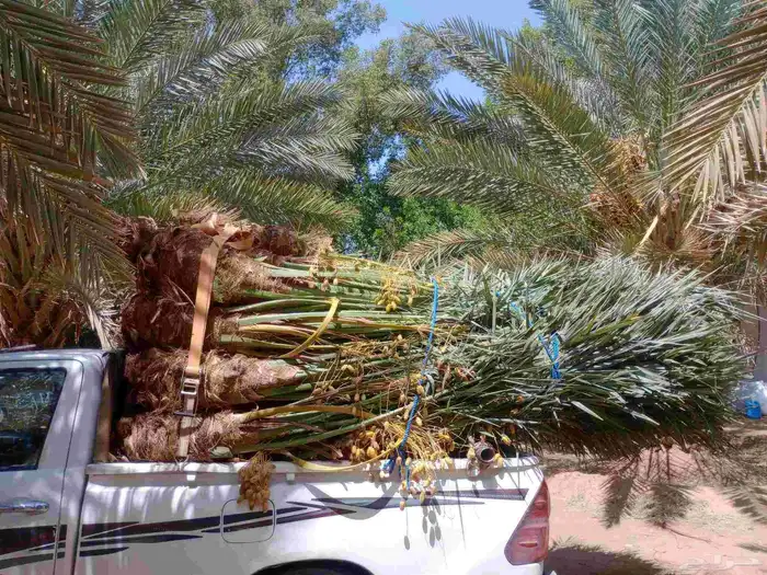 يوجد لدينا جميع انواع النخيل 3