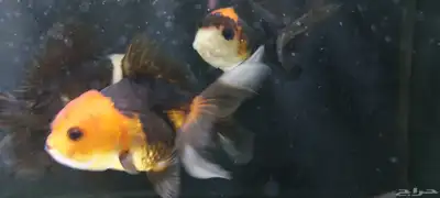 سمك للبيع 3