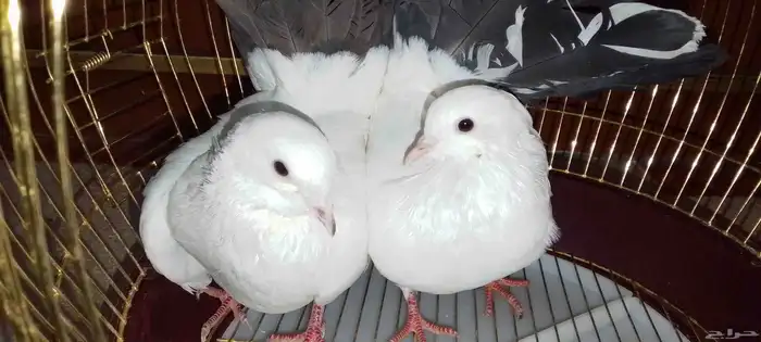 جوز حمام 5