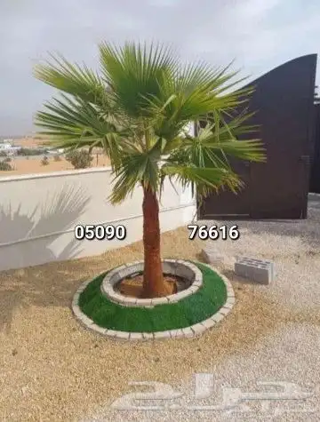 نخيل واشنطني طيب 0