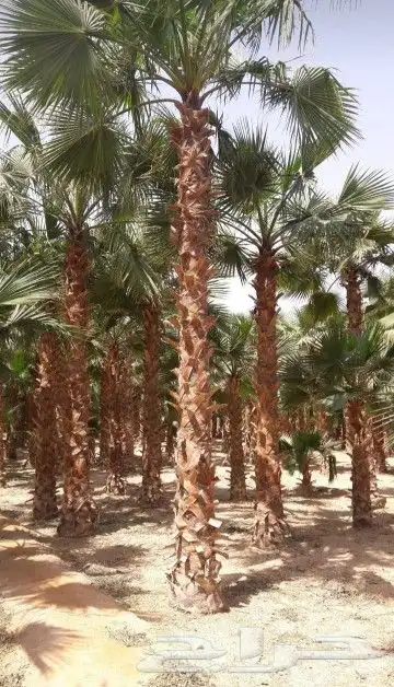 نخيل واشنطني طيب 8