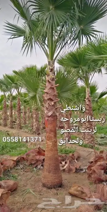 نخيل واشنطني طيب 7
