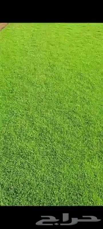 تيل طبيعي شلالات نوافير مظلات 4