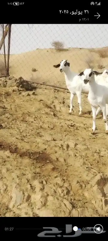 جفير بيشيات 1
