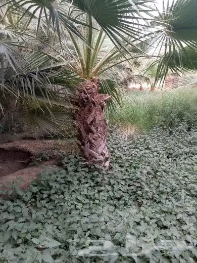 نخيل مثمر وزينه وكل المقاس متوفرة لدينا 7