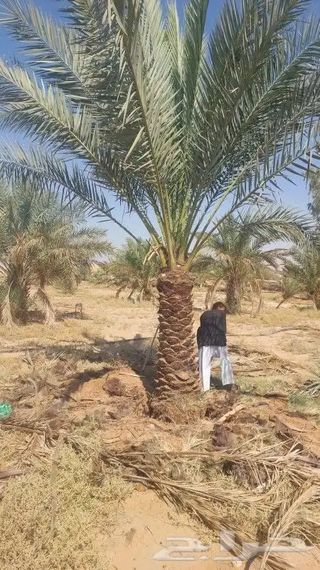 نخيل مثمر وزينه وكل المقاس متوفرة لدينا 8