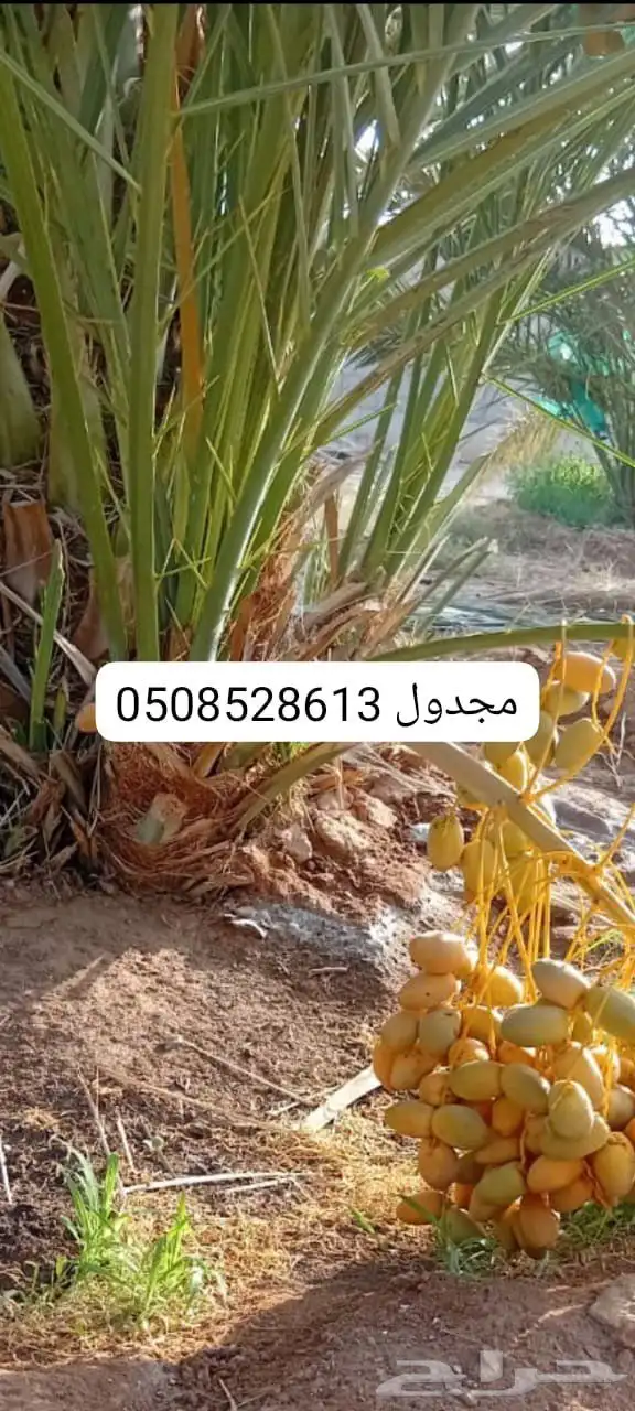 نخل مثمر للبيع درجه اولى برطبه مشاءالله 3