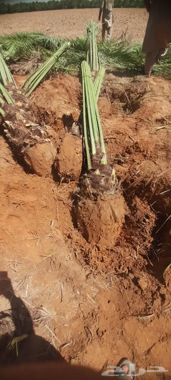 نخل مثمر للبيع خلاص صقعي برحي شيشي هلالي سكري منيفي 8