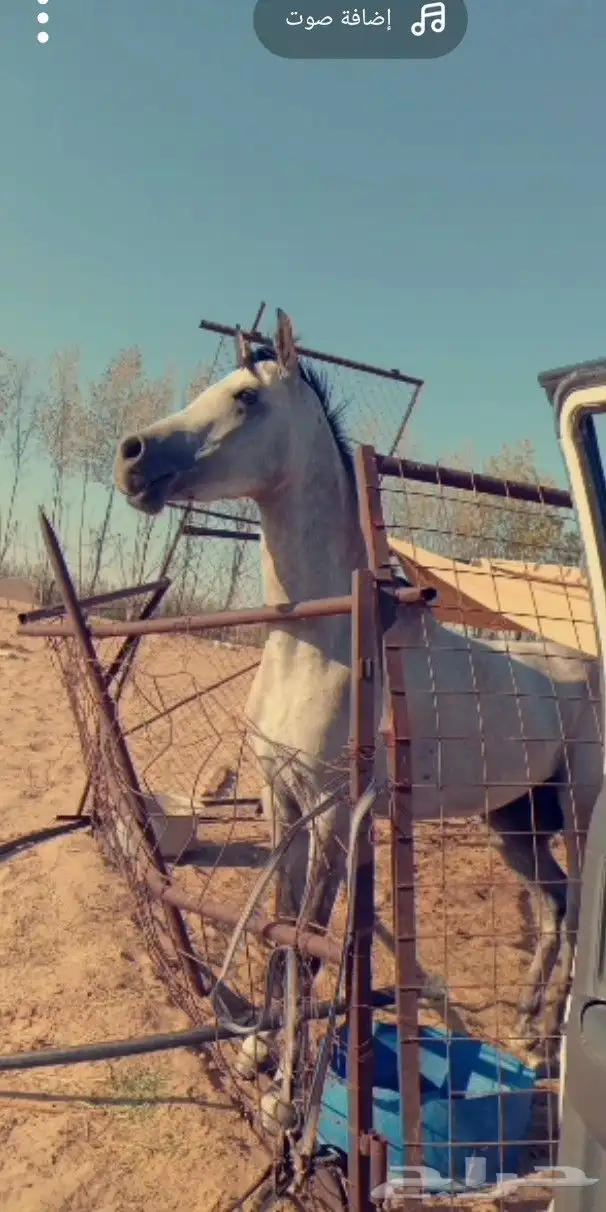 خيل 0
