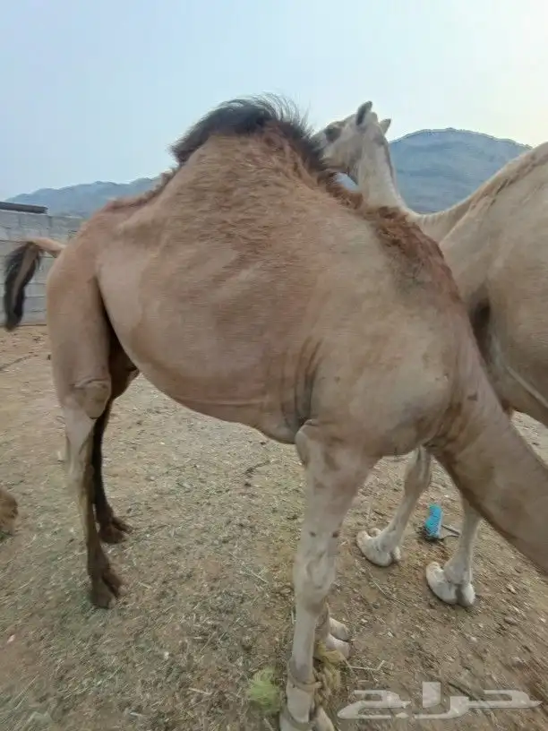 قعود الموقع غرب محايل عسيرطريق سعيدةالصوالحه 3