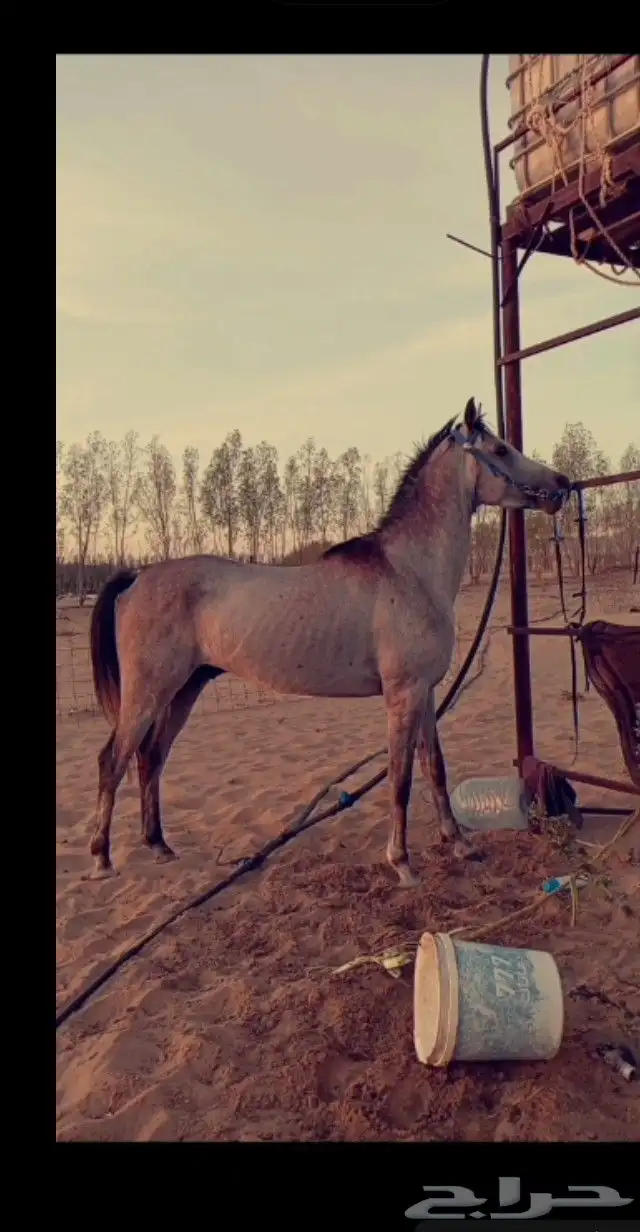 خيل 1