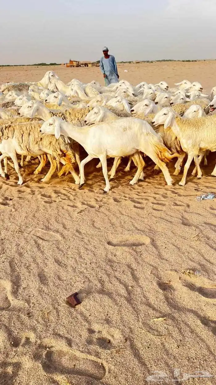 غنم حريات جنب مراح واحد منوة القناي 1