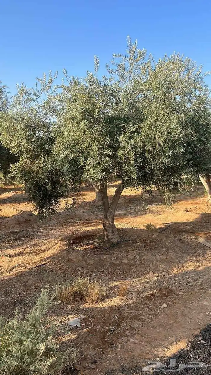 شجره زيتون معمر 9