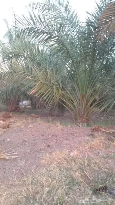 فسايل بثمرها طالع بتجاه الطائف مكه جده 3