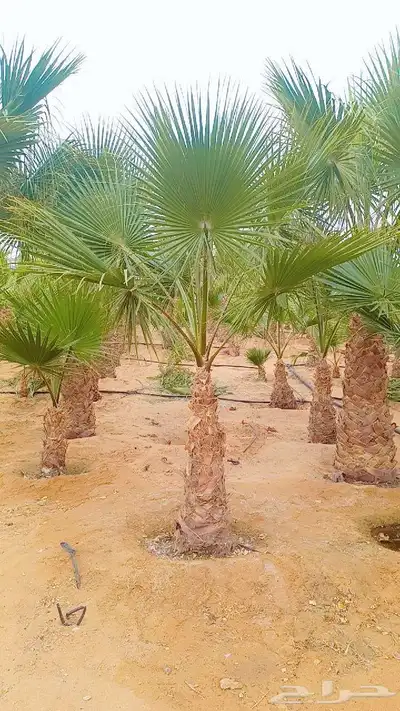 نخيل مثمر وزينه وكل المقاس متوفرة لدينا 5
