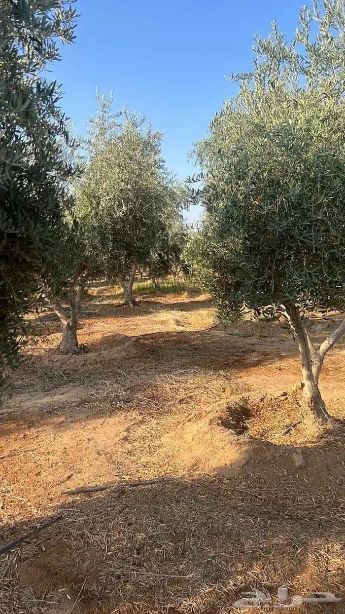 شجره زيتون معمر 8