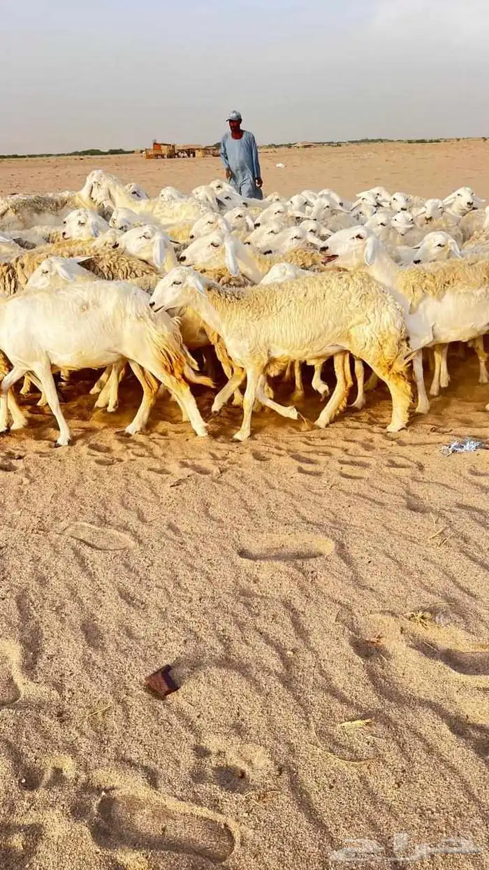 غنم حريات جنب مراح واحد منوة القناي 4