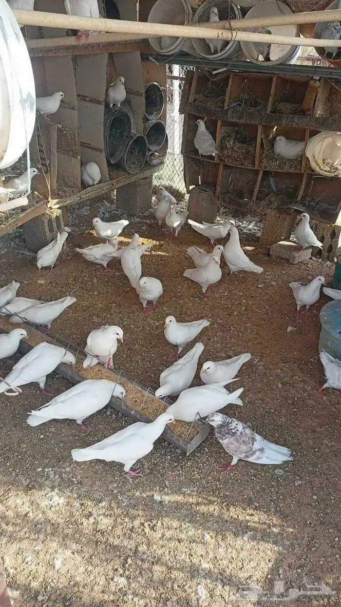 حمام فرنسي ابيض 0