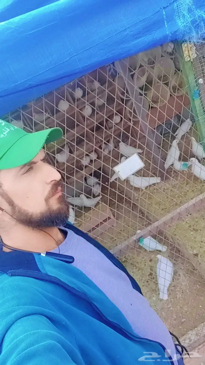خبير فى مجال الحمام متابعة الإنتاج وتشخيص امراض وعلاجها 4