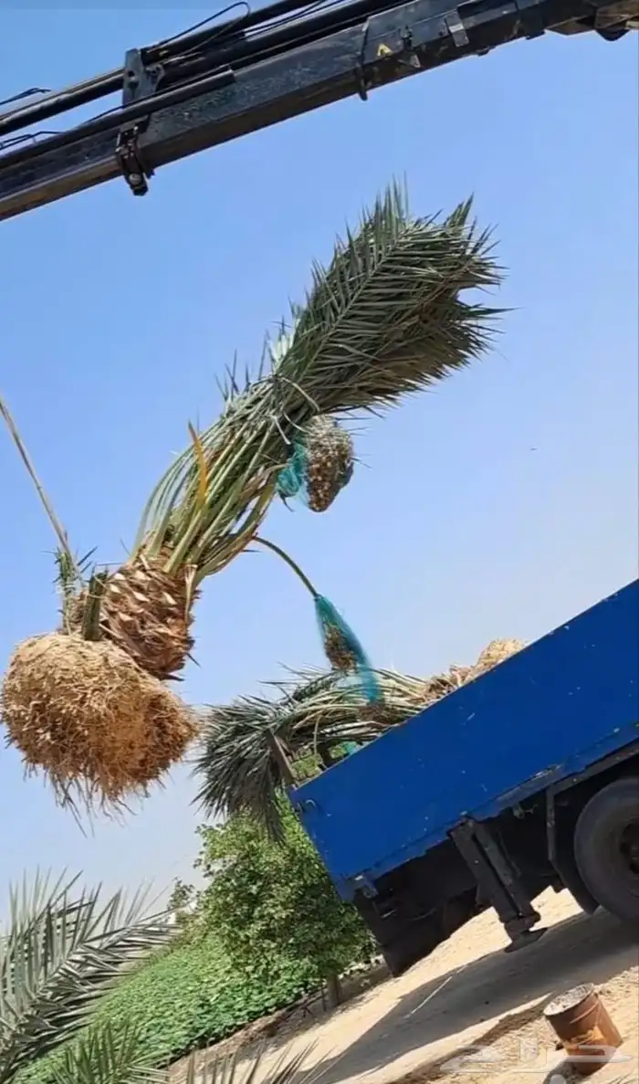 نخل للبيع جثايث نقايل نخيل فروخ فسايل الرياض جميع المواقع 0