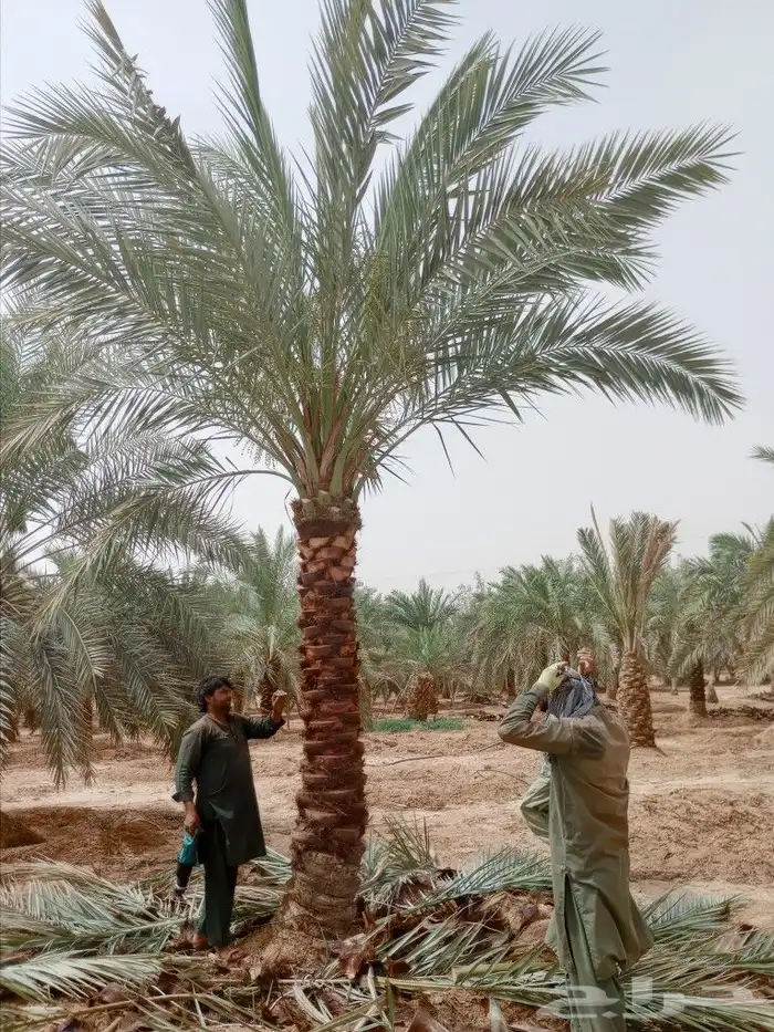 نخل مثمر للبيع اخلاص صقعي هلالي مجدول سلمى غر سلج سلاطين 0